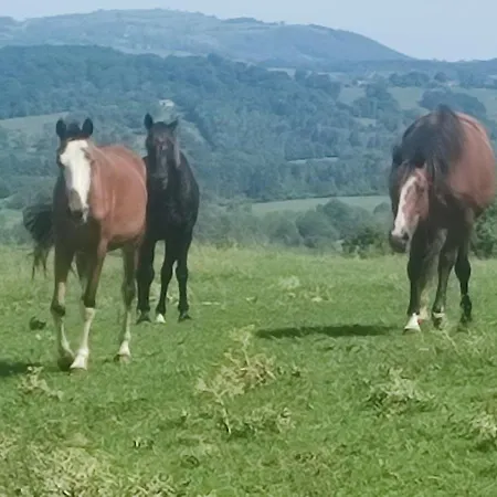 Domaine Le Lanis La Taniere De Ambre Σαλέ Saint-Girons (Ariege)