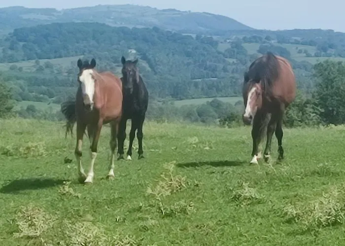 Domaine Le Lanis La Taniere De Ambre Σαλέ Saint-Girons (Ariege)
